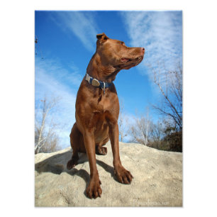 Foto Chocolate Lab Pit Mix Dog Retrato 6