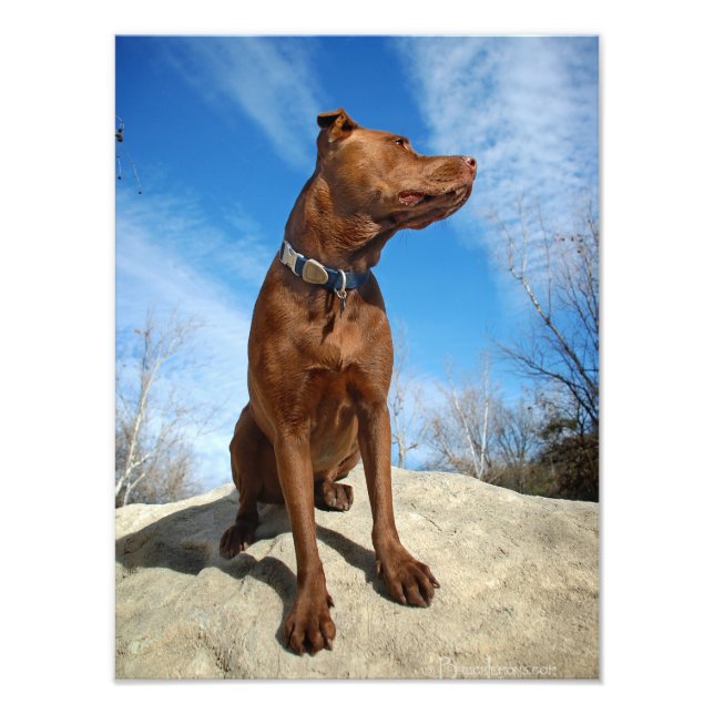 Foto Chocolate Lab Pit Mix Dog Retrato 6 (Frente)