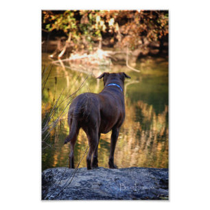 Foto Chocolate Lab Pit Mix Dog Serene