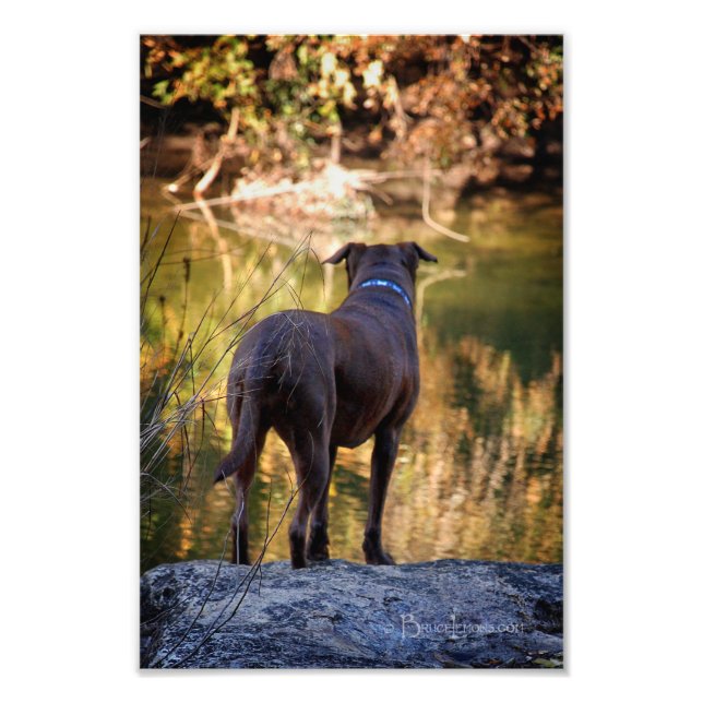 Foto Chocolate Lab Pit Mix Dog Serene (Frente)