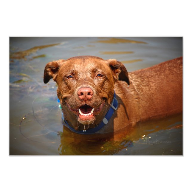 Foto Chocolate Lab Pit Mix Dog Sonriendo (Frente)