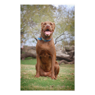 Foto Chocolate Lab Pit Mix Dog Sonriente 2