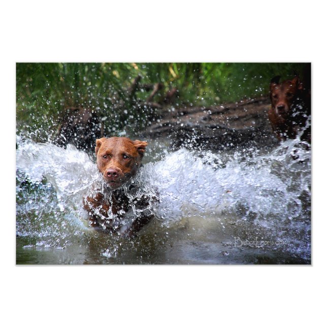 Foto Chocolate Lab Pit Mix Dog Splashing 4 (Frente)