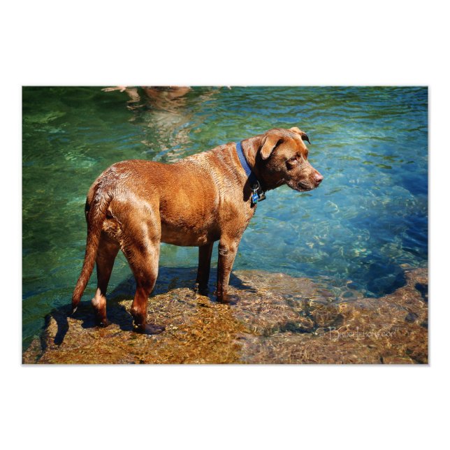 Foto Chocolate Lab Pit Mix Dog Wading 2 (Frente)