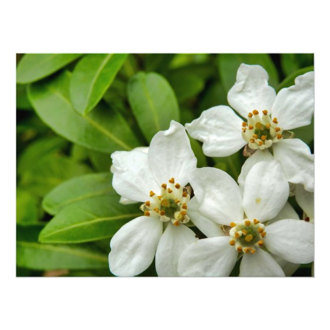 Foto Choisya Ternata (Frente)