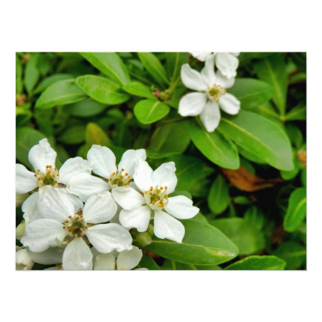 Foto Choisya Ternata (Frente)