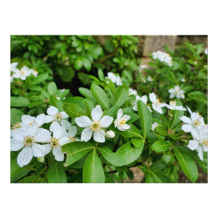 Foto Choisya Ternata