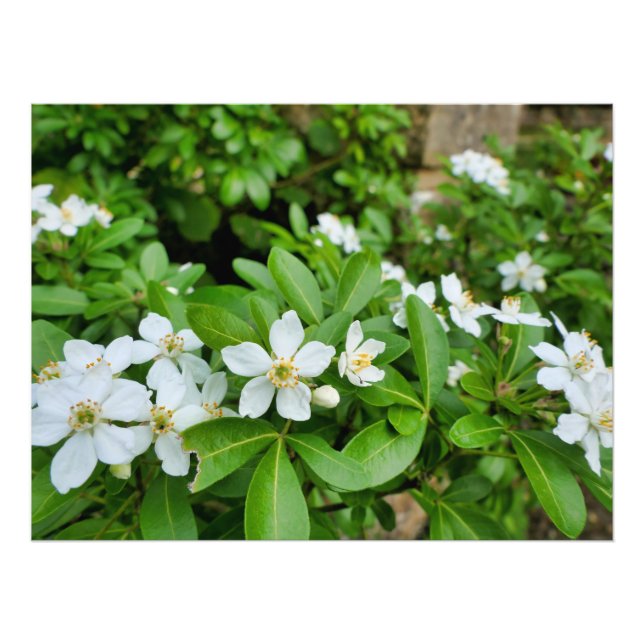 Foto Choisya Ternata (Frente)