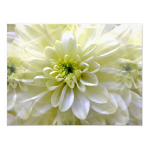 FOTO CHRYSANTHEMUM