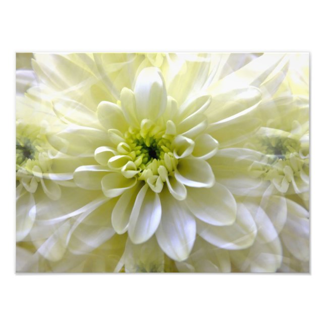 FOTO CHRYSANTHEMUM (Frente)