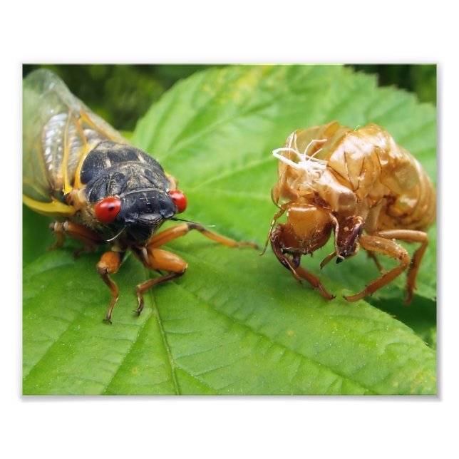 Foto cicada and shell (Frente)