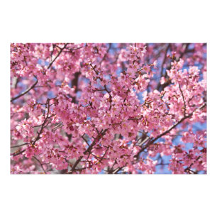 Foto Cielo de Flor de Cerezo Rosa Sakura