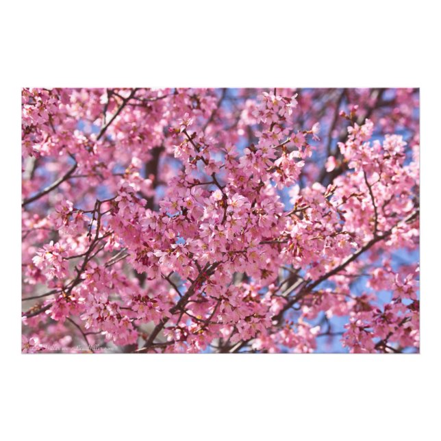 Foto Cielo de flores de cerezo rosado de Sakura (Frente)