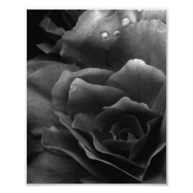 Foto Cierre blanco y negro de una doble begonia (Frente)