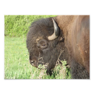 Foto Cierre de Bison