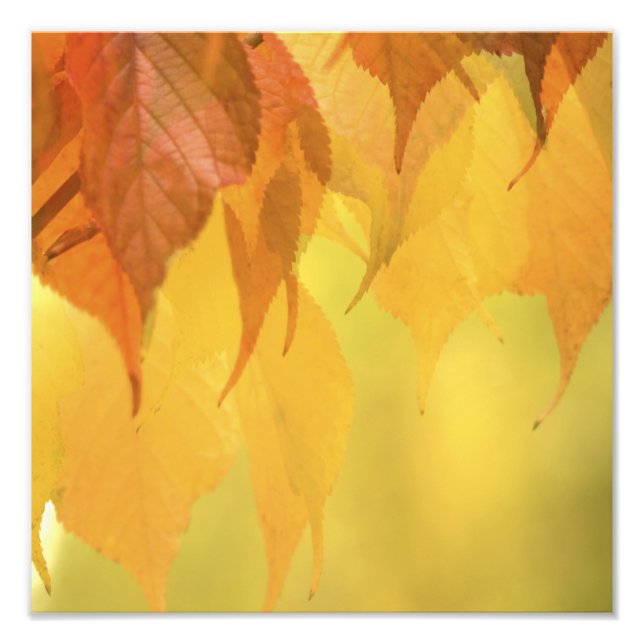 Foto Cierre de hojas de otoño en una sucursal (Frente)