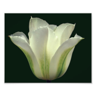 Foto Cierre de la flor del tulipano rayado verde 8x10