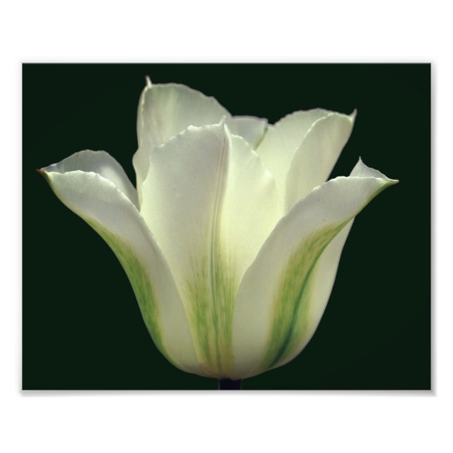 Foto Cierre de la flor del tulipano rayado verde 8x10 (Frente)