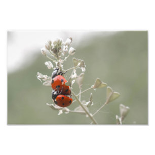Foto Cierre de ladybugs en planta