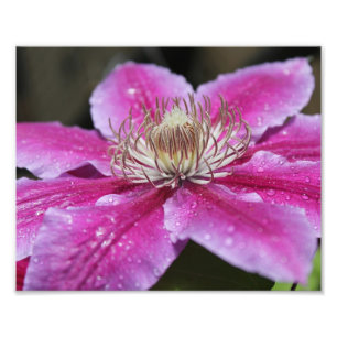 Foto Cierre de macros de la flor rosa de los clematis