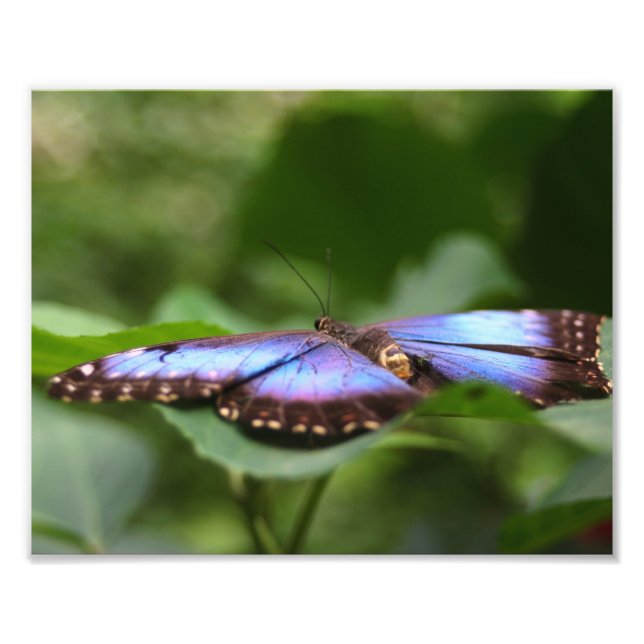 Foto Cierre de mariposa azul 8x10 (Frente)