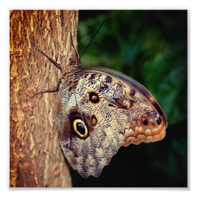Foto Cierre de mariposa de búho marrón 8x8 (Frente)