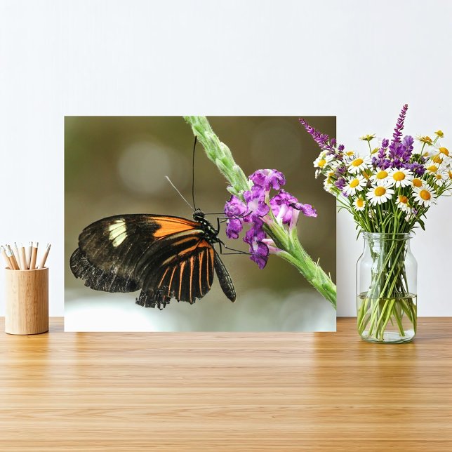 Foto Cierre de mariposa en la flor de Verbena (Orange and black butterfly on a vivid purple flower fits a rustic natural home with simple beauty.
)