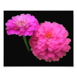 Foto Cierre de pares de flores rosadas de zinnia 8x10