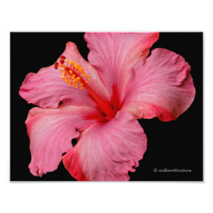 Foto Cierre de un hermoso Hibiscus rosa