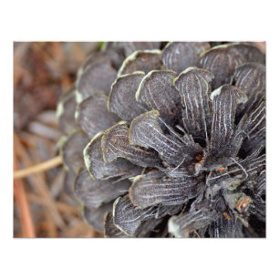 Foto Cierre de una pinecona con agujas de pino
