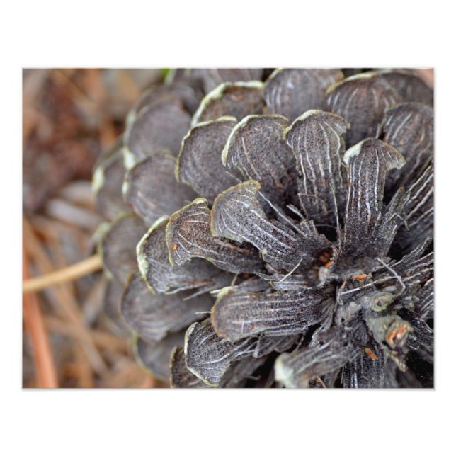 Foto Cierre de una pinecona con agujas de pino (Frente)