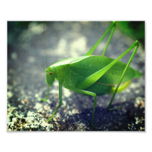 Foto Cierre del insecto Katydid Grasshopper 8 x 10