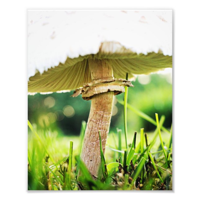 Foto Cierre este Guay Shroom Nature Photography (Frente)