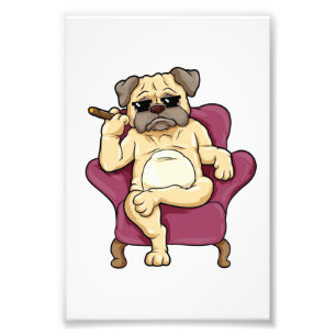 Foto Cigar para fumar puré Perro Pug de Guay