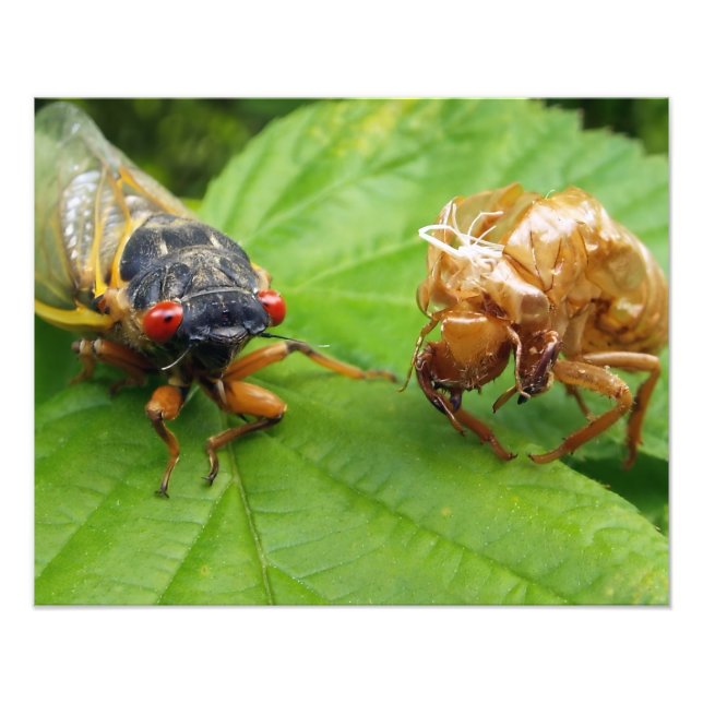 Foto cigarra y concha (Frente)