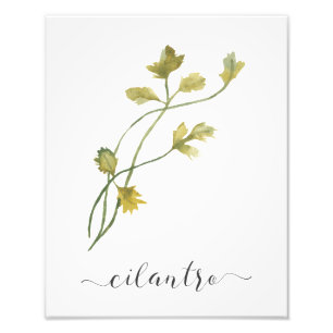 Foto Cilantro botánico de la impresión de la hierba d