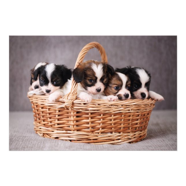Foto Cinco adorables cachorros en una canasta (Frente)