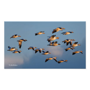 Foto Cinco Goosestepping Canadá Geese