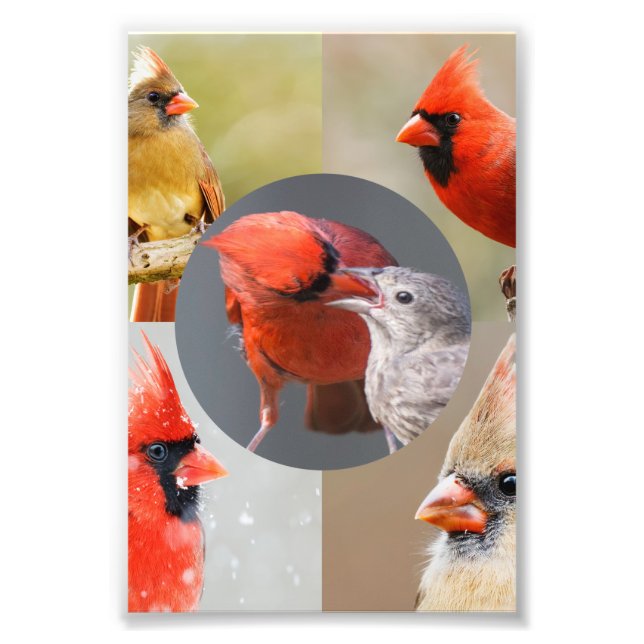 Foto Cinco preciosos cardenales del norte (Frente)