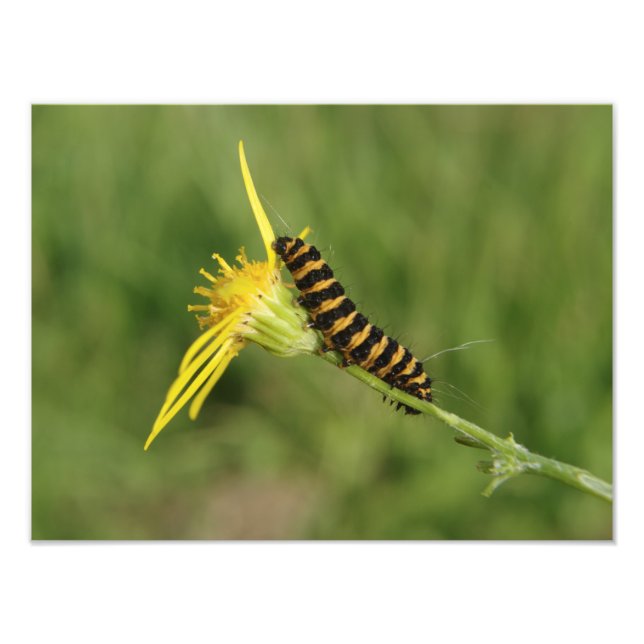 Foto Cinnabar Moth Caterpillar Sobre Ragwort (Frente)