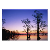 Cipreses calvos cubiertos de silueta al atardecer,