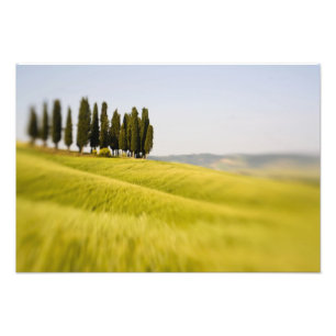 Foto Cipreses de enfoque selectivo en Toscana, Italia
