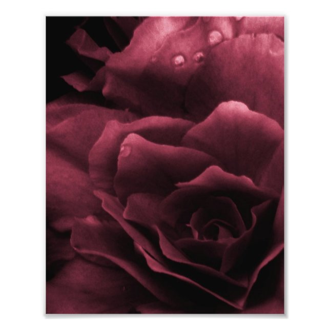 Foto Ciruela roja de cierre de una doble Begonia (Frente)