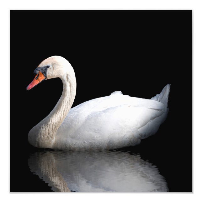 Foto cisne blanco sobre negro (Frente)
