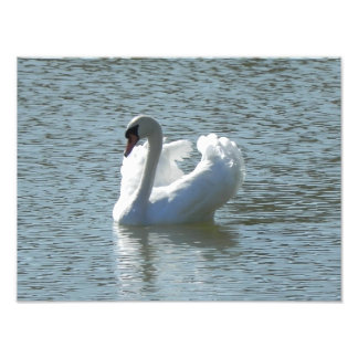Foto Cisne macho