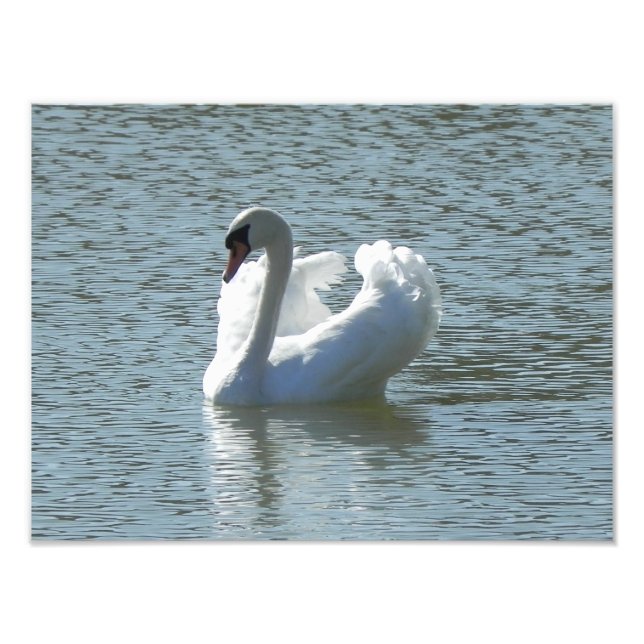 Foto Cisne macho (Frente)