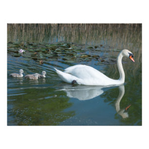 Foto Cisne mudo blanco con crías de cisne sumergiéndose