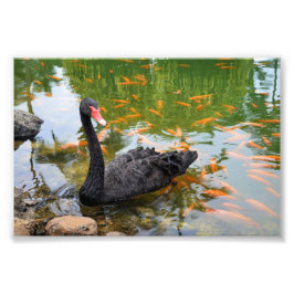 Foto Cisne negra en estanque de peces dorados