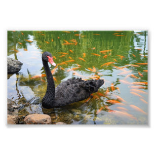 Foto Cisne negra en estanque de peces dorados
