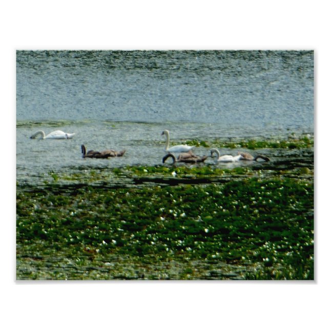 Foto Cisnes acuáticos (Frente)